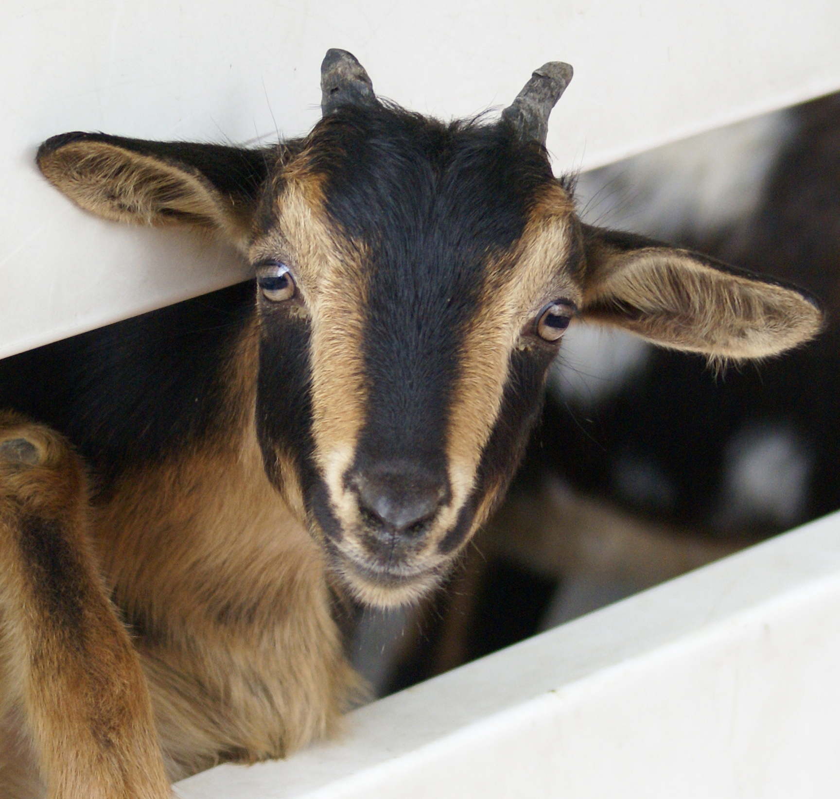 San Clemente Island Goat peeking through a fence