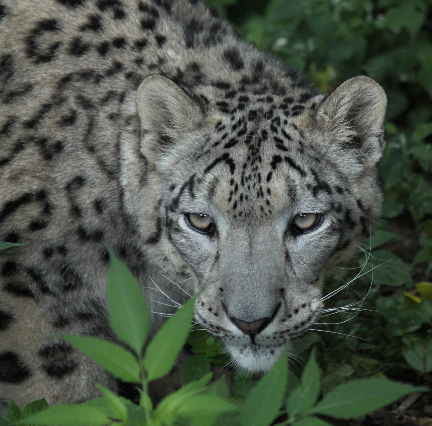 Snow Leopard