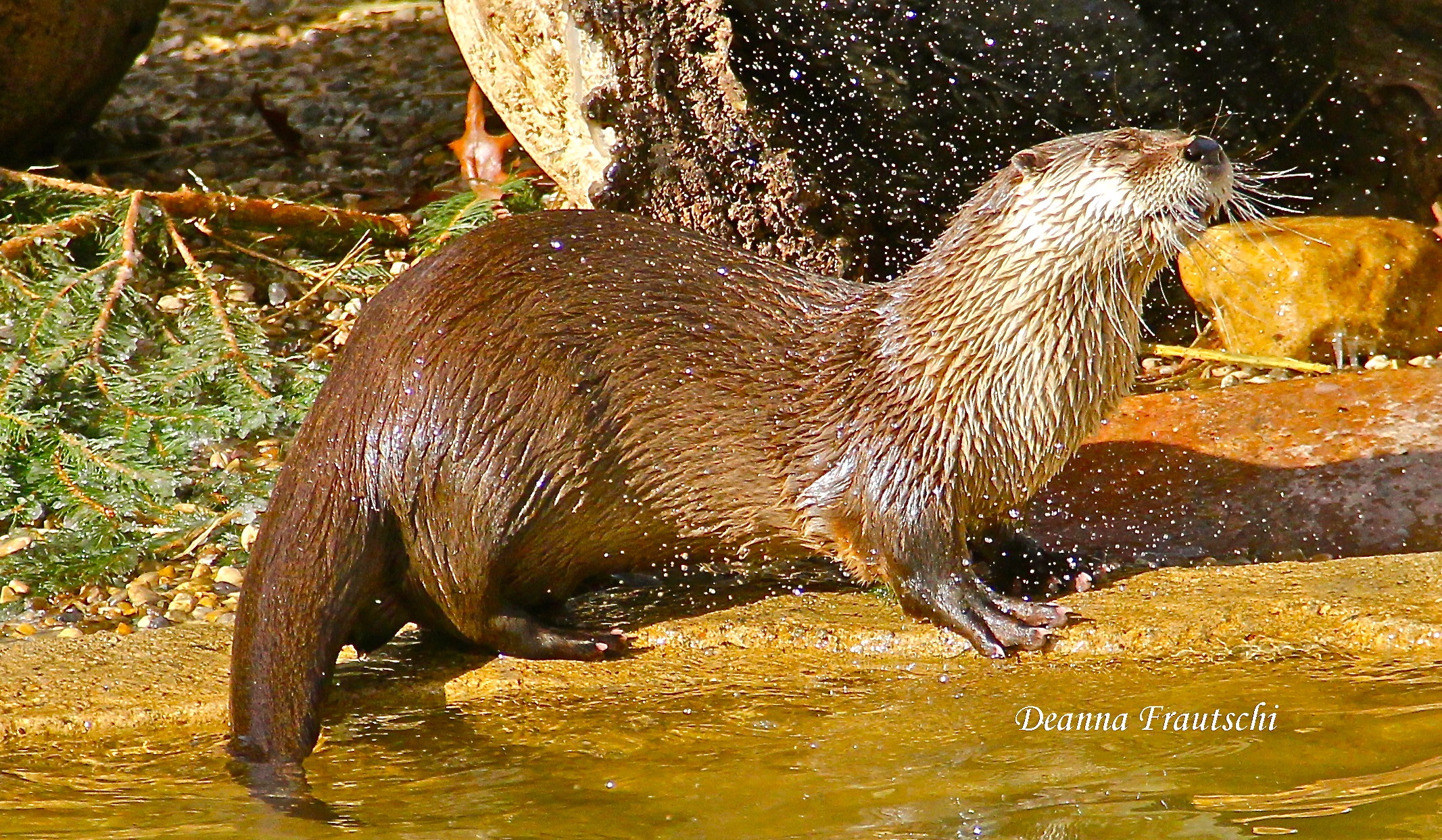 otter