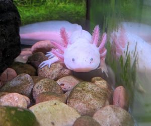 Axolotl in tank