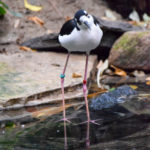 Black-necked Stilt standing in pool looking at the camera