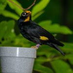 Golden-crested Mynah perched on food bowl in Miller Park Zoo's aviary