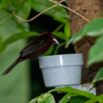 Silver-beaked tanager perched on food bowl