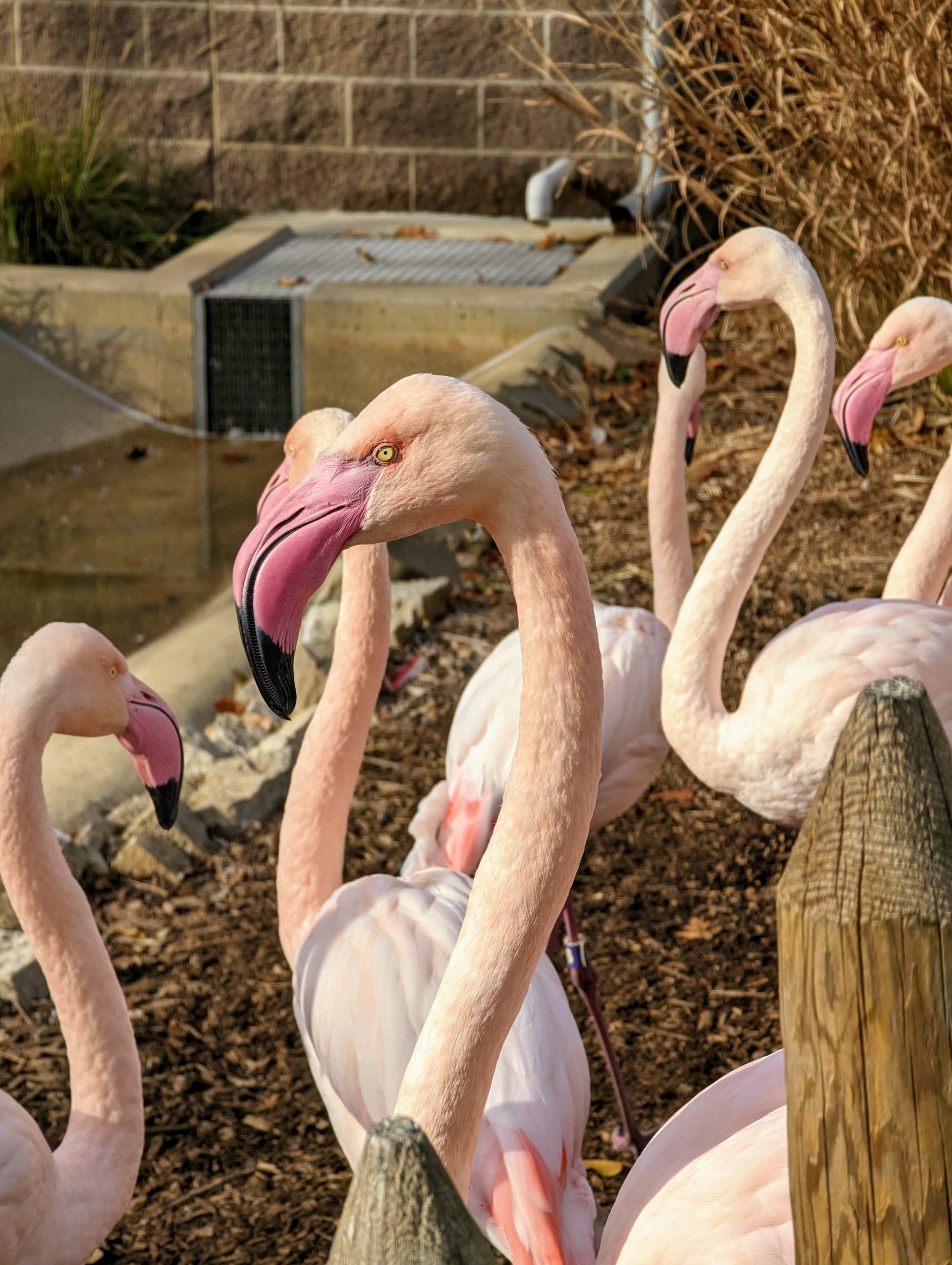 Flamingo flock at Miller Park Zoo