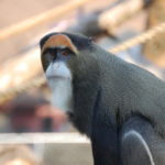 DeBrazza's Monkey