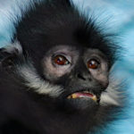 Francois' Langur