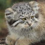 Pallas' Cat