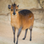 Red-Flanked Duiker