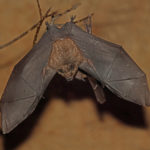 Seba's short-tailed bat