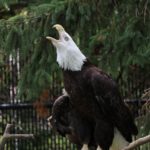 Bald Eagle at Miller Park Zoo