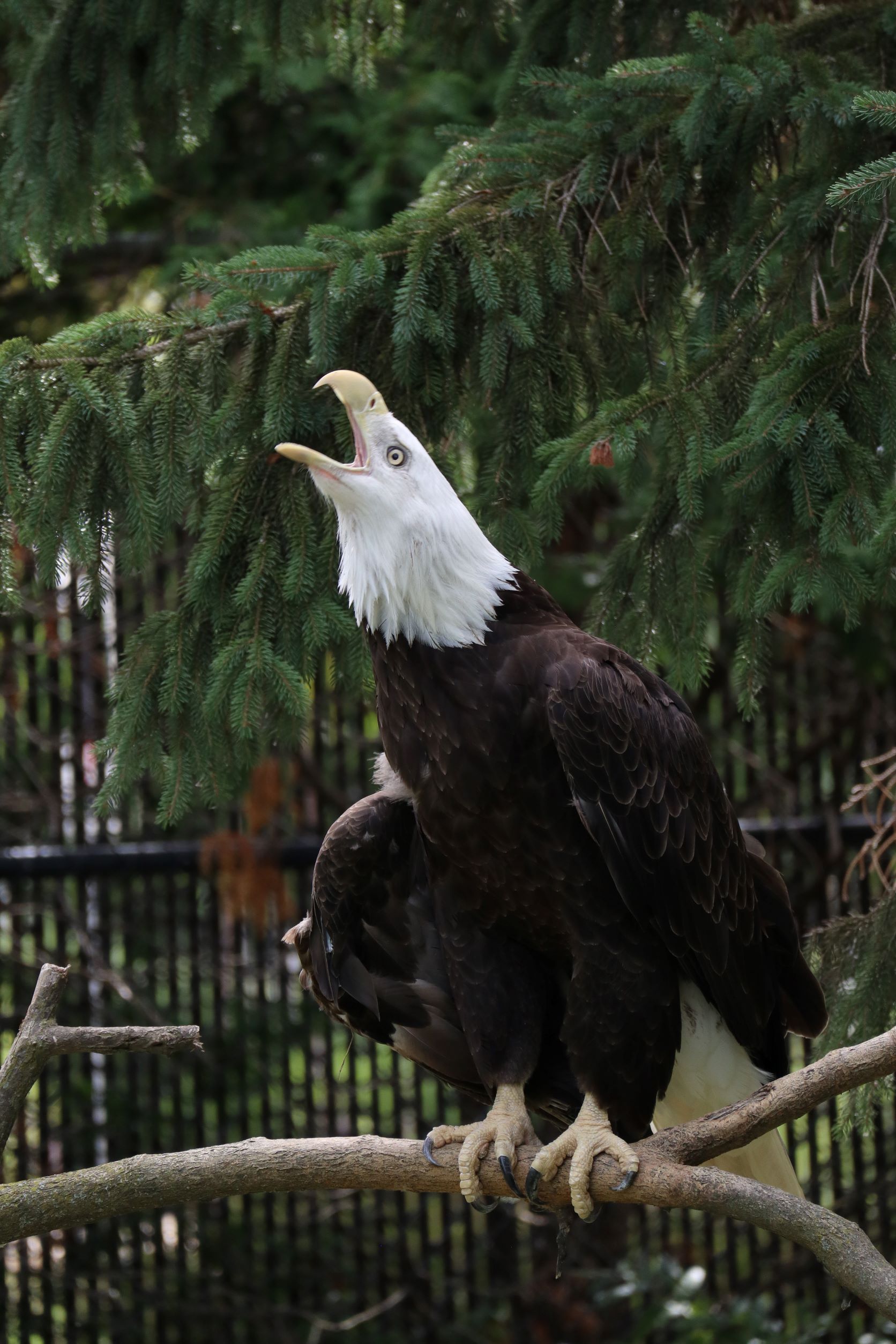 Bald Eagle at Miller Park Zoo