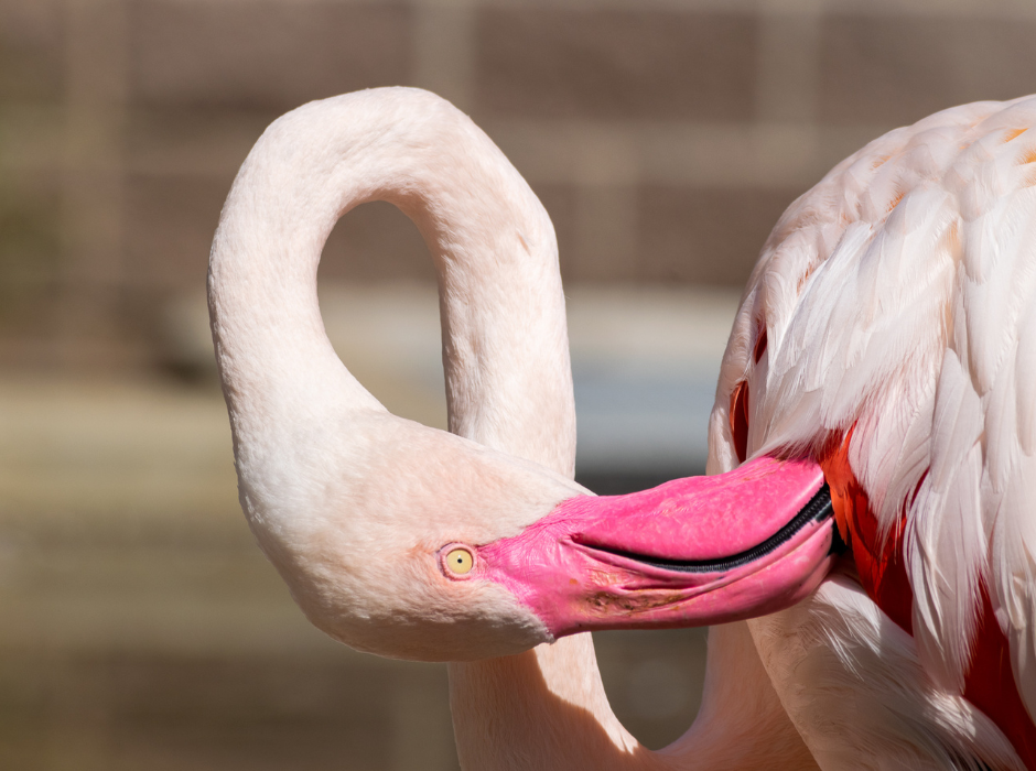 Greater Flamingo preening at Miller Park Zoo