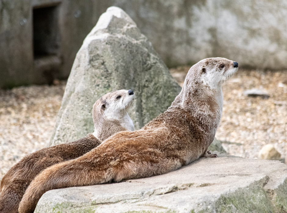 Two North American River Otters on a rock at Miller Park Zoo