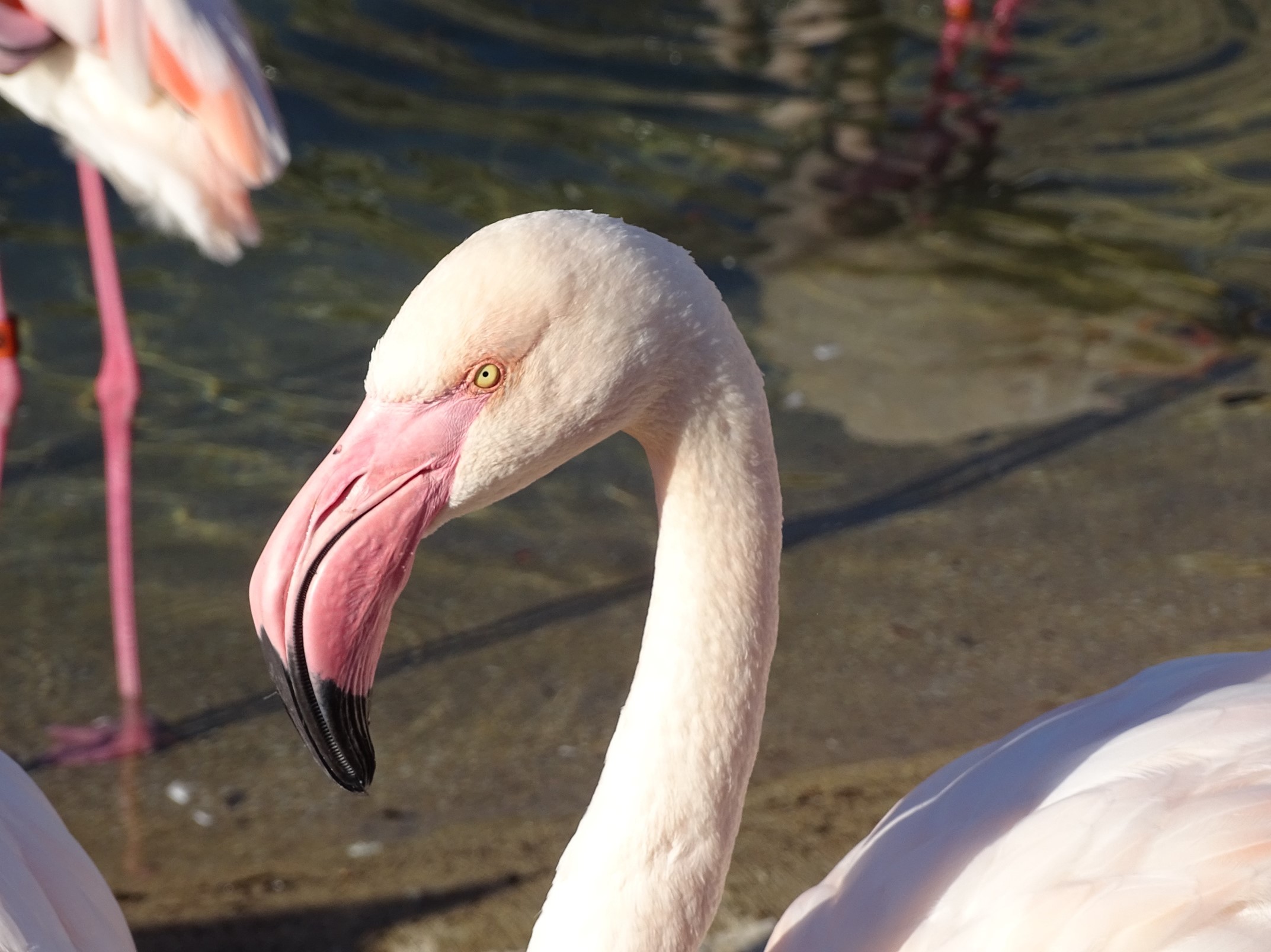 Close up of a flamingo at Miller Park Zoo