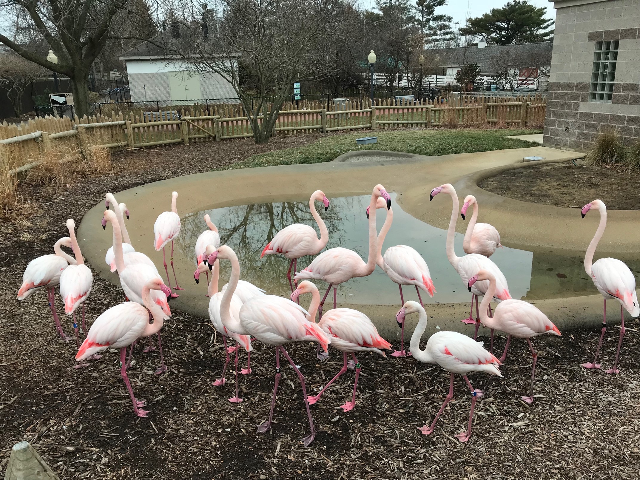 A flamboyance of flamingos at Miller Park Zoo
