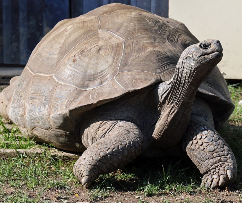 Galapagos Tortoise Galapagos Tortoise