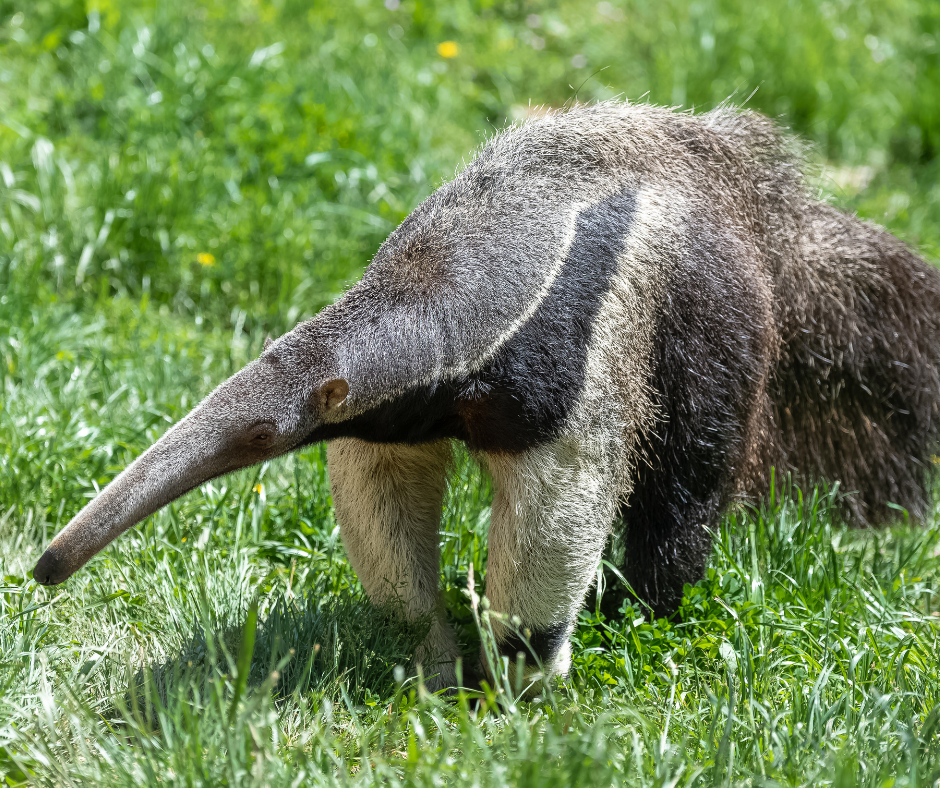 Giant Anteater Giant Anteater