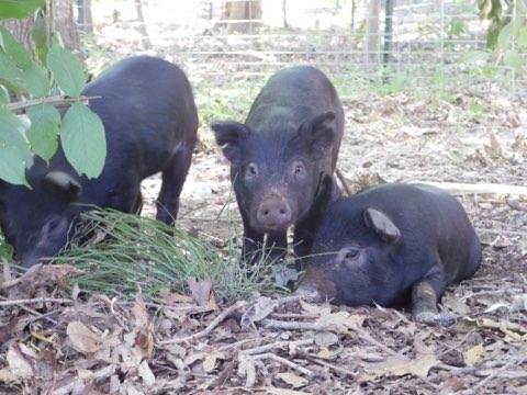 Three baby mulefoot hogs, one looking at the camera