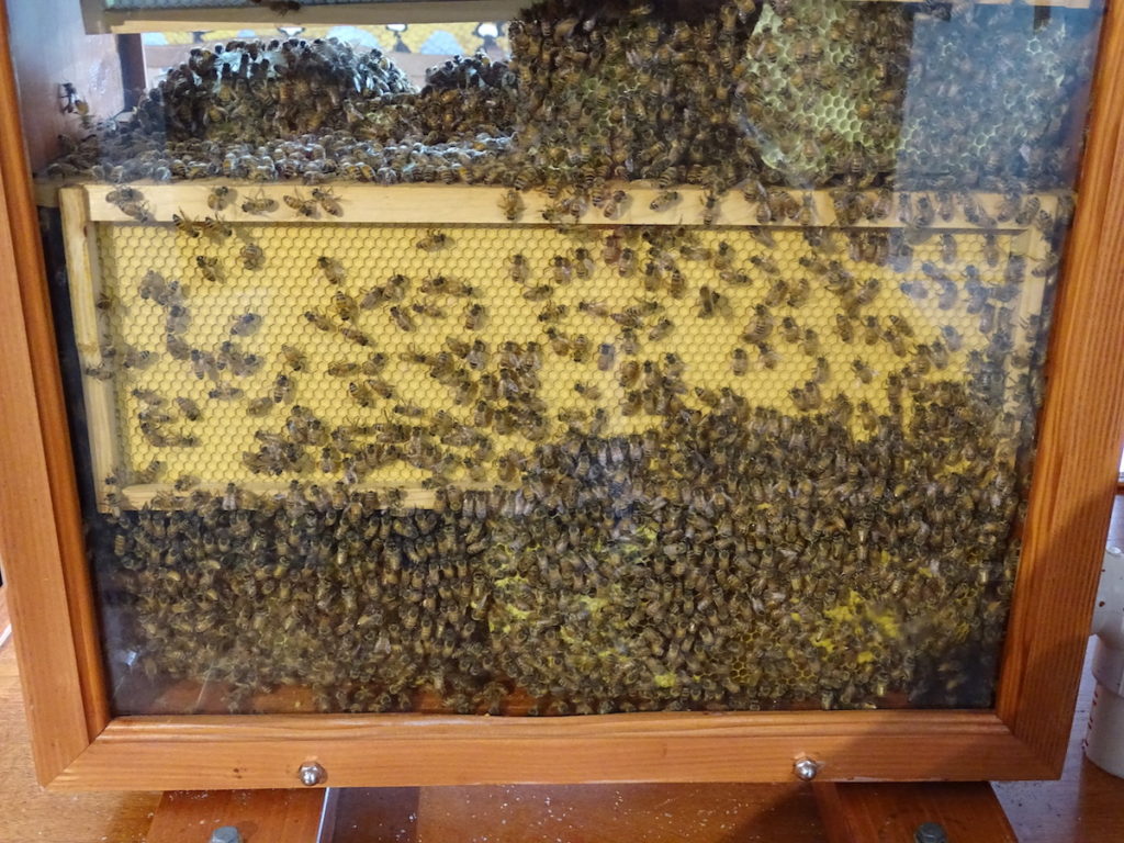 Honeybee hive on the inside of Zoolab