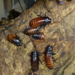 Madagascar Hissing cockroaches in their zoo habitat