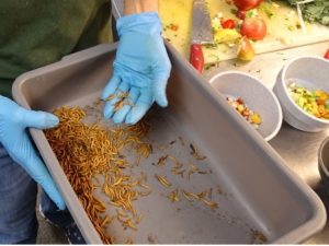 Mealworms for animal diets