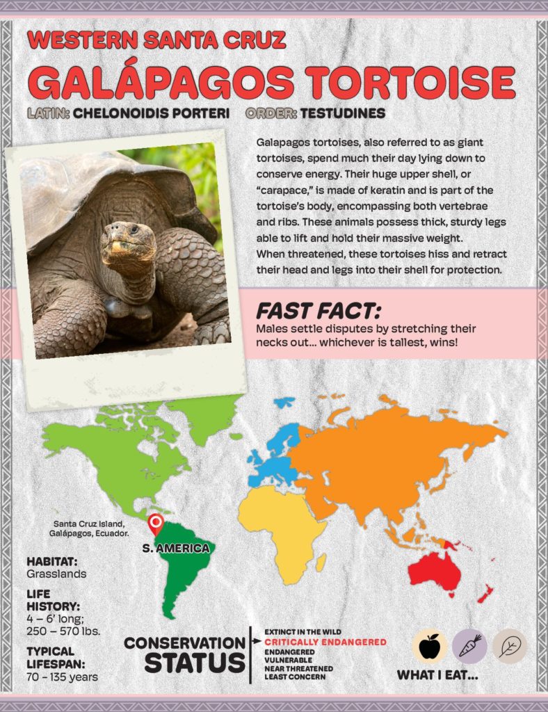 infographic zoo