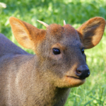 Chilean Pudu