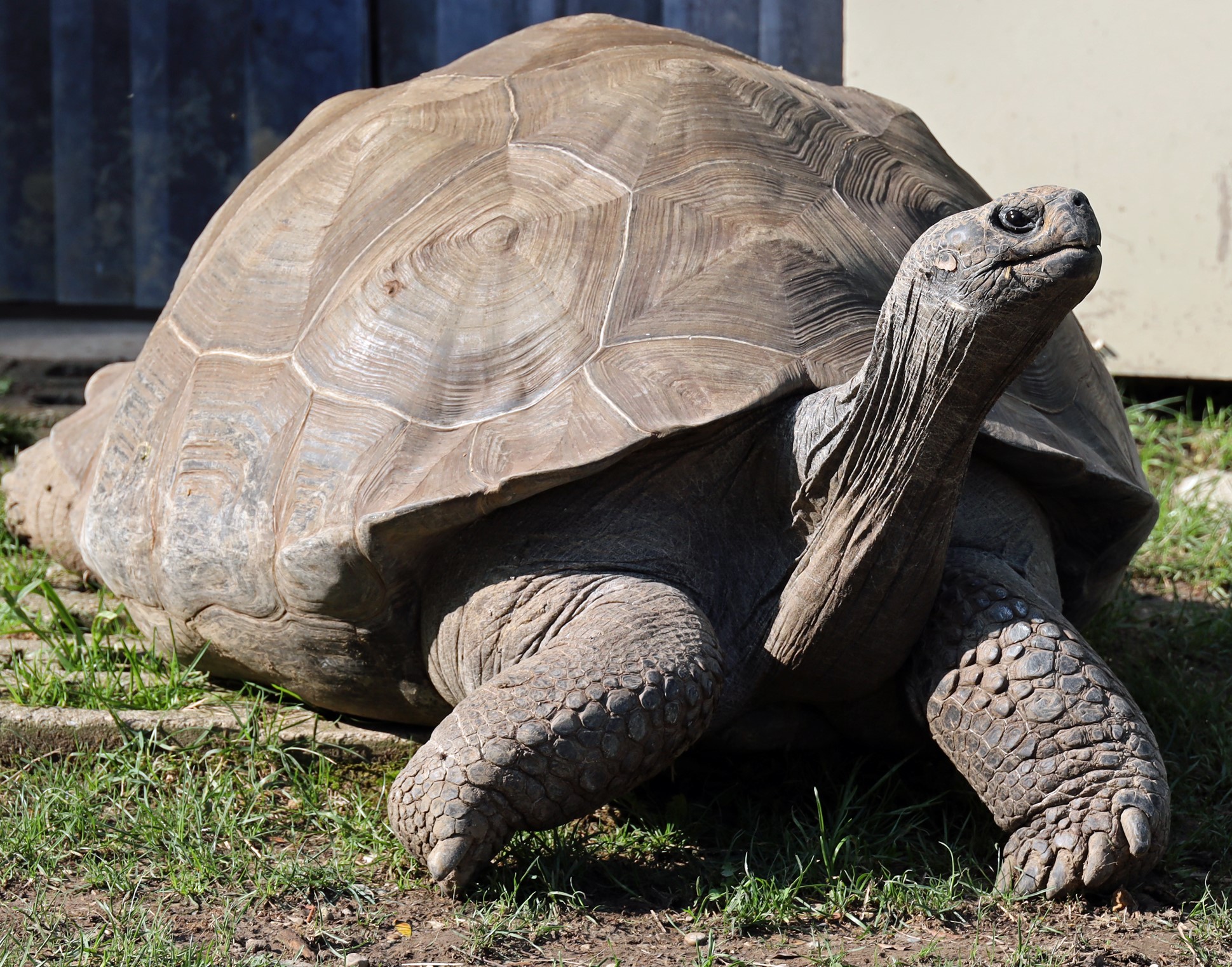 Galapagos_tortoise_zoodoption_crop