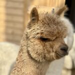 Alpaca