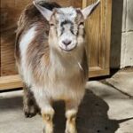 Pygmy Goat