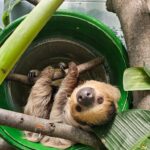 Two-toed Sloth