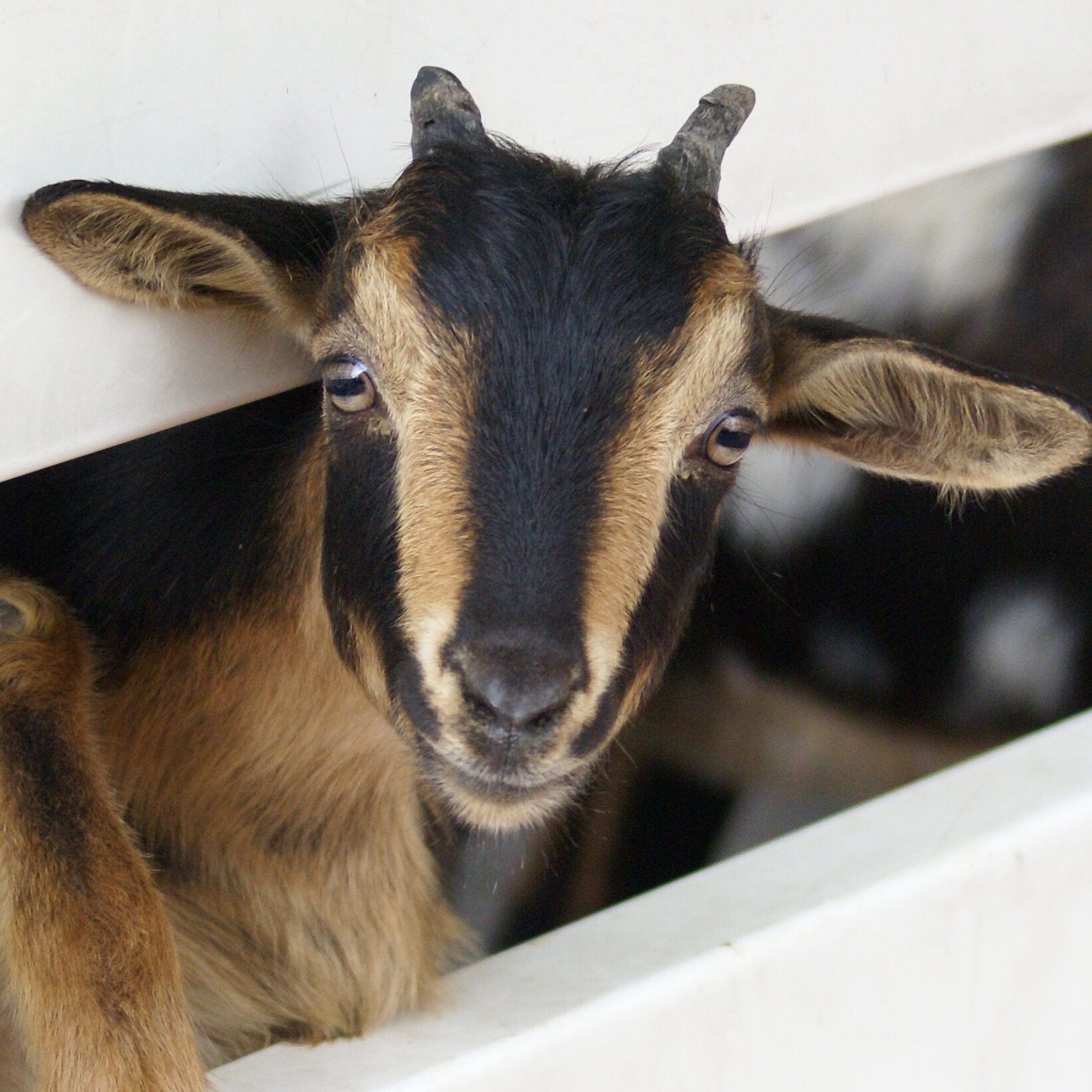 San Clemente Island Goat peeking through a fence