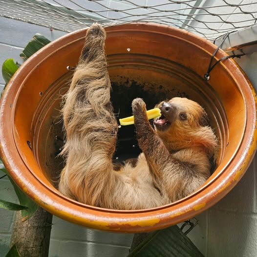 sloth zucchini sloth zucchini